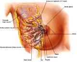 Anatomie: thorax,borstwand,ribben,costae,borst, mamma,pectoralis major,pectorals,axallaris,subcluvia,serratus,scapularis,sternum,scapula,aureola,nipple,tepel.